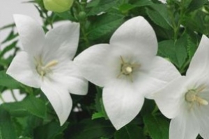 Platycodon 'Astra White'